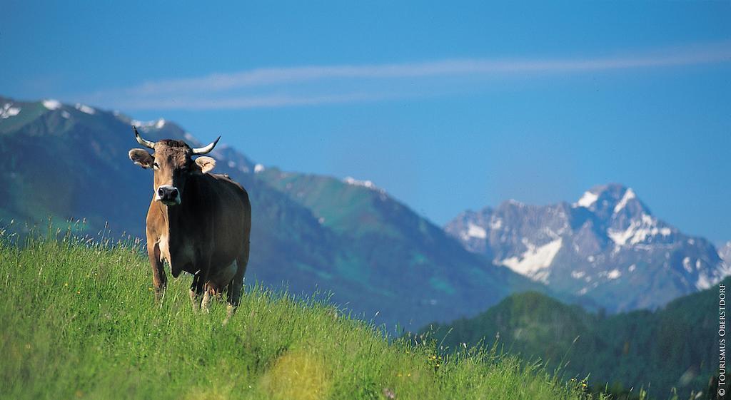 Hornblick Fewo- Ab Mai Freie Fahrt Mit Bergbahnen Oberstdorf Buitenkant foto